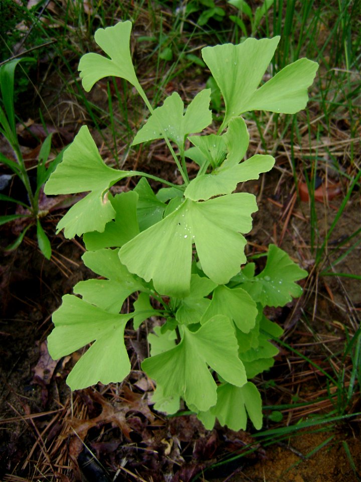 Young Ginkgo biloba tree