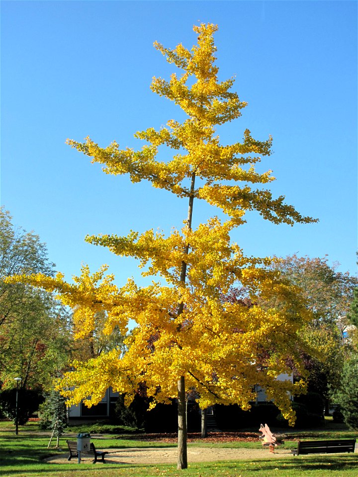 Young ginkgo in the parc de l'Aulnay of Vaires-sur-Marne, France