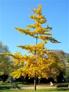 Young ginkgo in the parc de l'Aulnay of Vaires-sur-Marne, France
