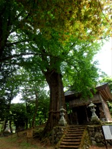 兵庫県指定文化財（天然記念物）の樹木