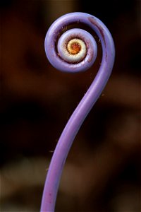 Close up of a young ‘Uluhe frond.