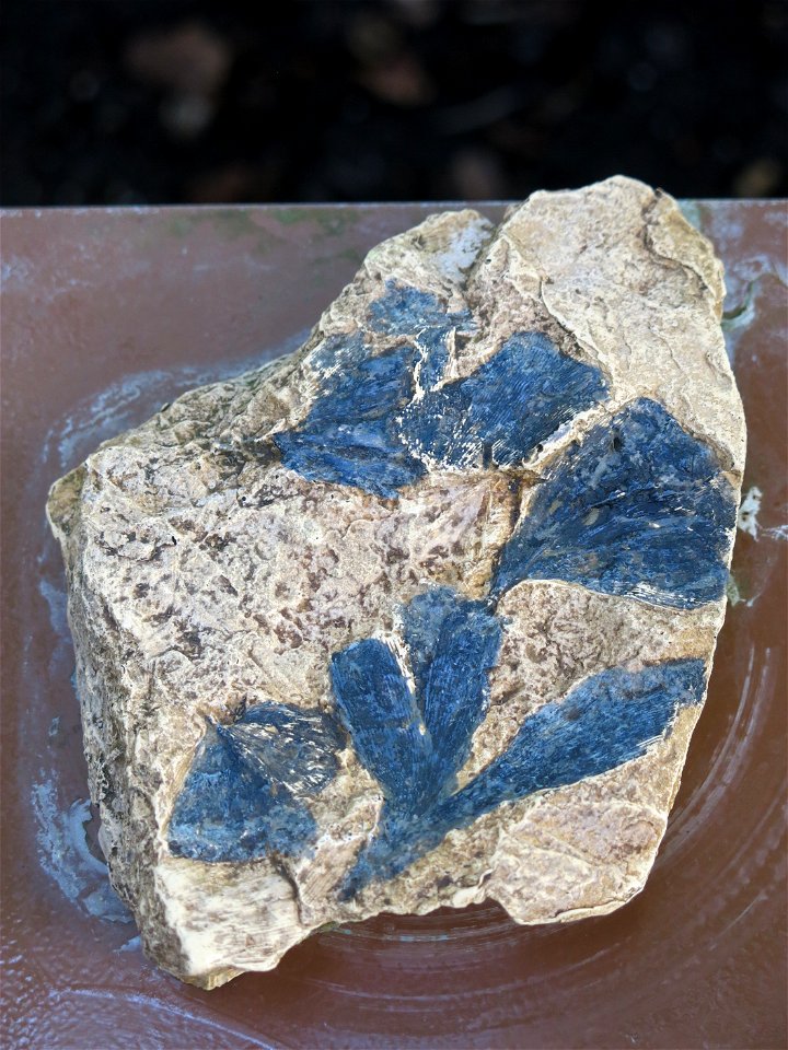 Fossil of Ginkgo digitat in the greenhouses of the Jardin des Plantes de Paris. Yorkshire, UK, Jurrasic 170 millions years. Plant identified by its botanic label.
