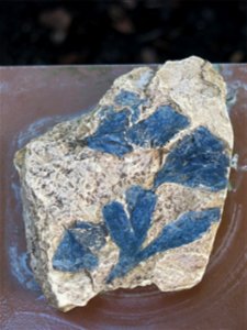 Fossil of Ginkgo digitat in the greenhouses of the Jardin des Plantes de Paris. Yorkshire, UK, Jurrasic 170 millions years. Plant identified by its botanic label.