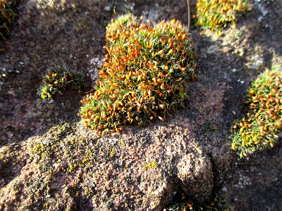 Polster-Kissenmoos (Grimmia pulvinata) an einem Parkplatz in Saarbrücken