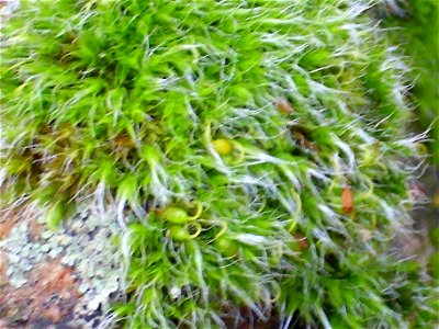 Grimmia pulvinata sporangia, Sierra Madrona, Spain