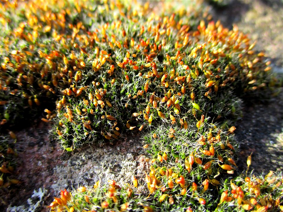 Polster-Kissenmoos (Grimmia pulvinata) an einem Parkplatz in Saarbrücken