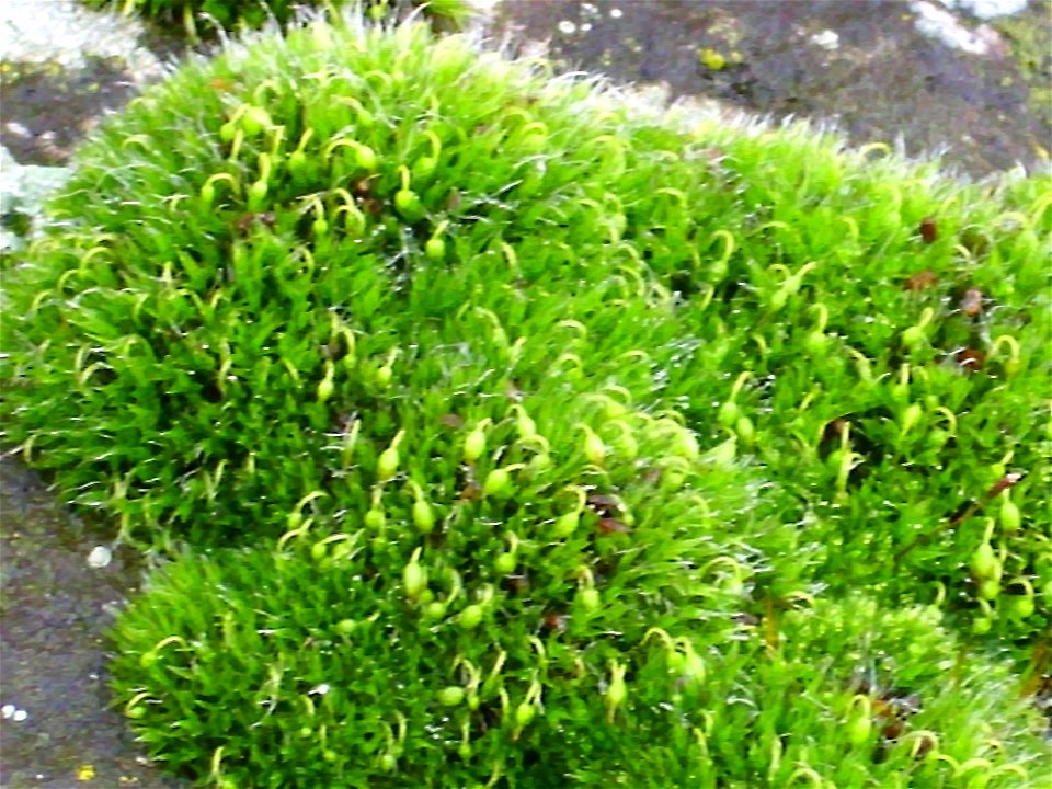 Grimmia pulvinata sporangia, Sierra Madrona, Spain
