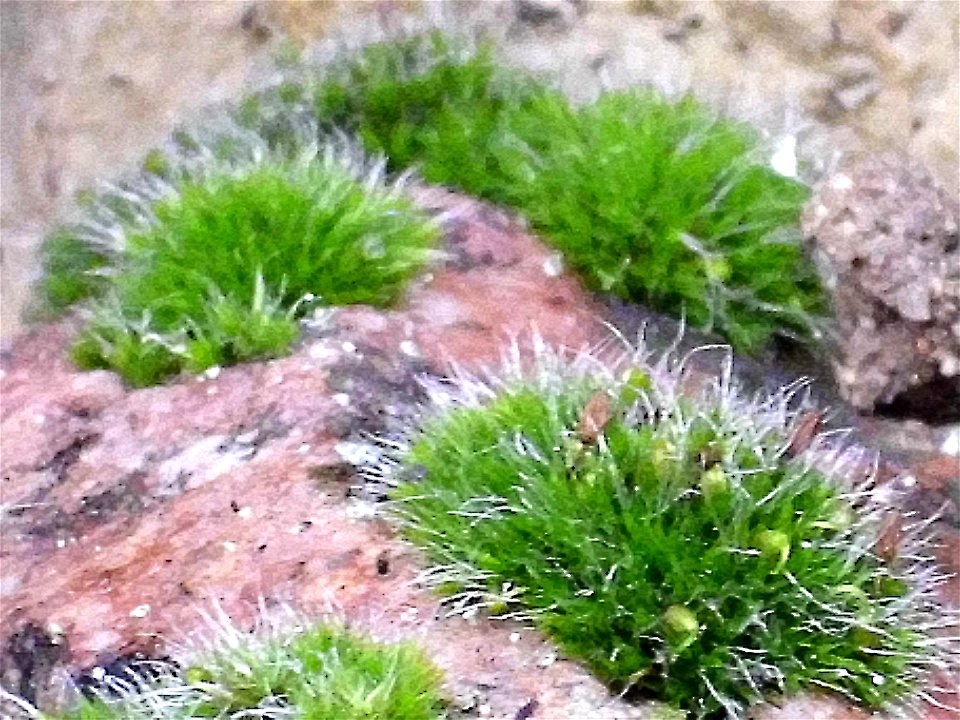 Grimmia pulvinata flower close up, in Sierra Madrona, Spain.
