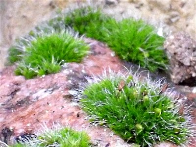 Grimmia pulvinata flower close up, in Sierra Madrona, Spain.