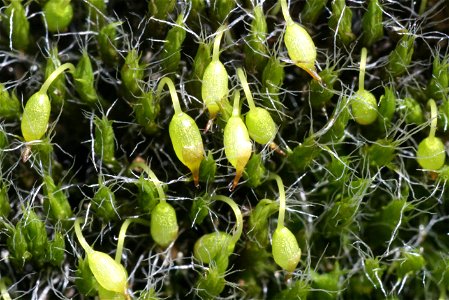Grimmia pulvinata