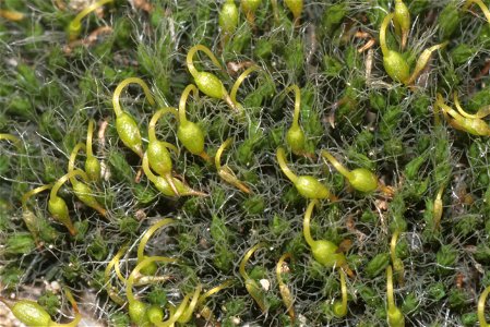 Grimmia pulvinata