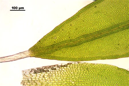 Grimmia pulvinata