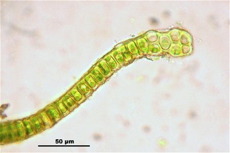 Grimmia pulvinata