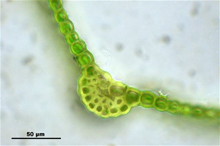 Grimmia pulvinata