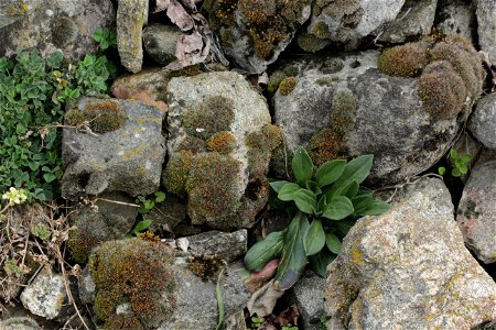 Grimmia pulvinata