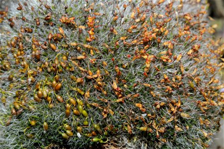 Grimmia pulvinata