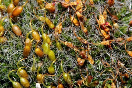 Grimmia pulvinata