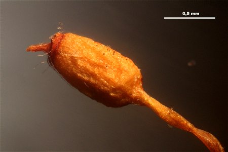 Grimmia pulvinata