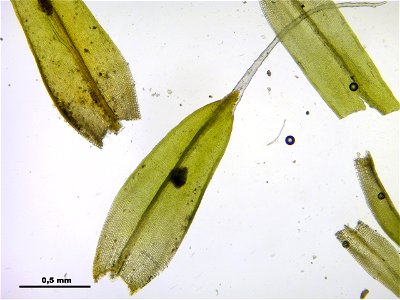 Grimmia pulvinata