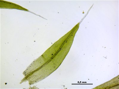 Grimmia pulvinata