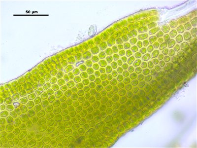Grimmia pulvinata