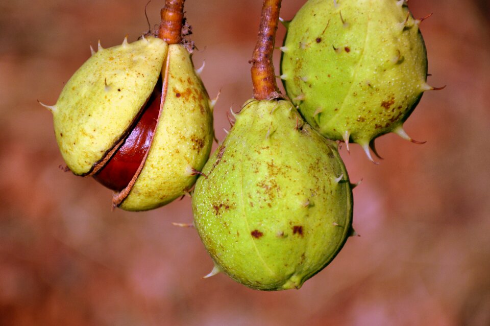 Autumn fruit chestnut fruit spur