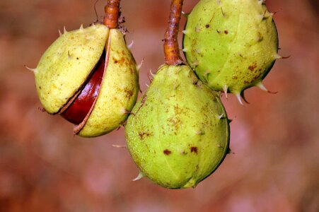 Autumn fruit chestnut fruit spur