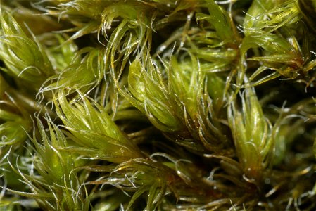 Racomitrium lanuginosum