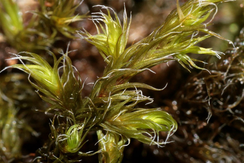 Racomitrium lanuginosum