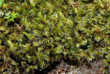 Racomitrium lanuginosum