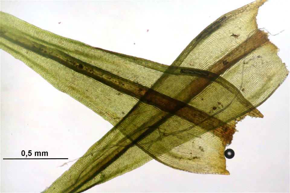 Racomitrium lanuginosum