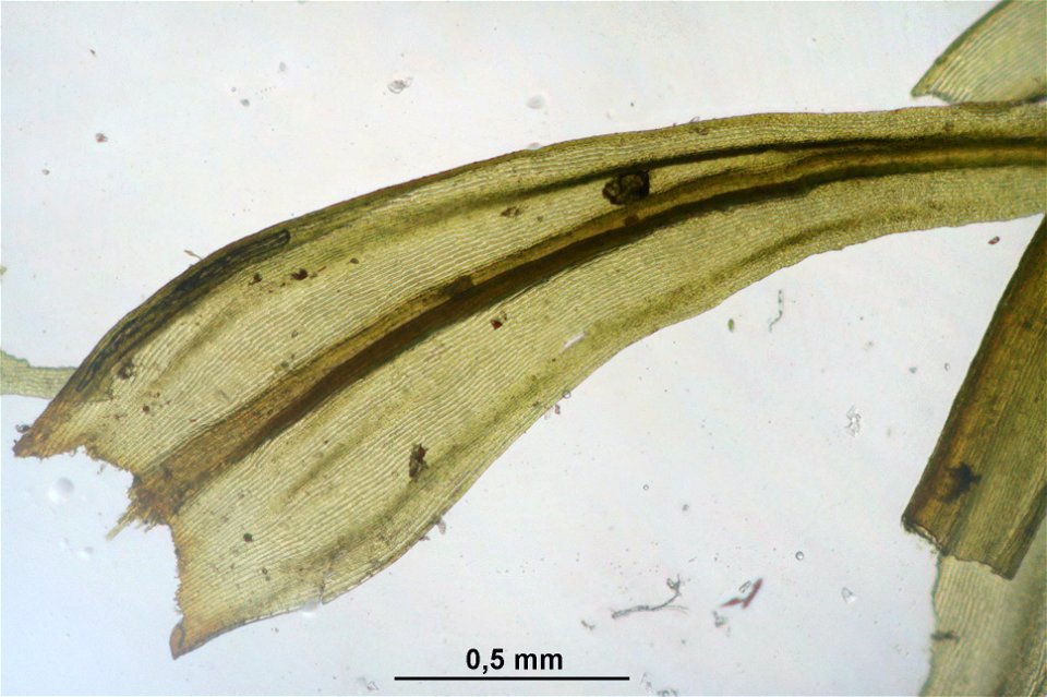 Racomitrium lanuginosum