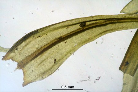 Racomitrium lanuginosum