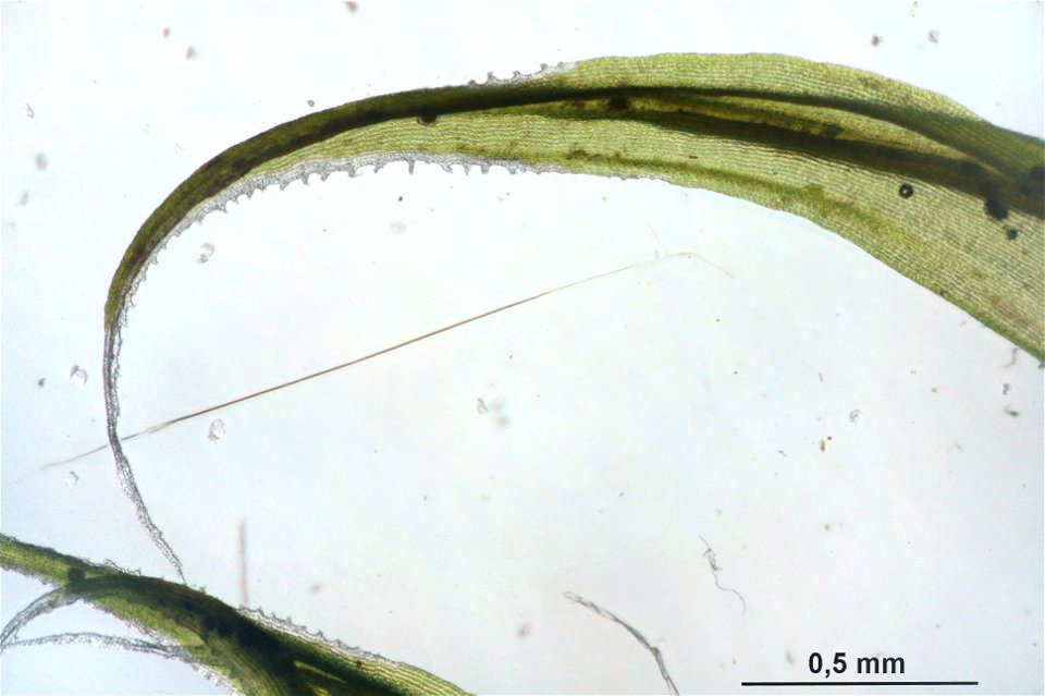 Racomitrium lanuginosum
