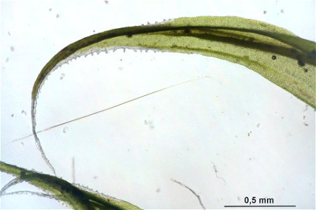 Racomitrium lanuginosum
