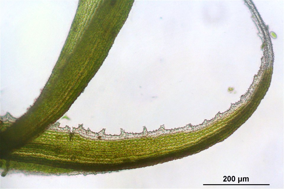Racomitrium lanuginosum