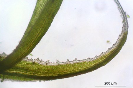Racomitrium lanuginosum