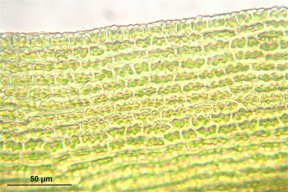 Racomitrium lanuginosum