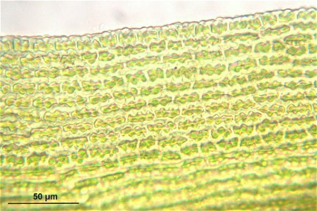 Racomitrium lanuginosum