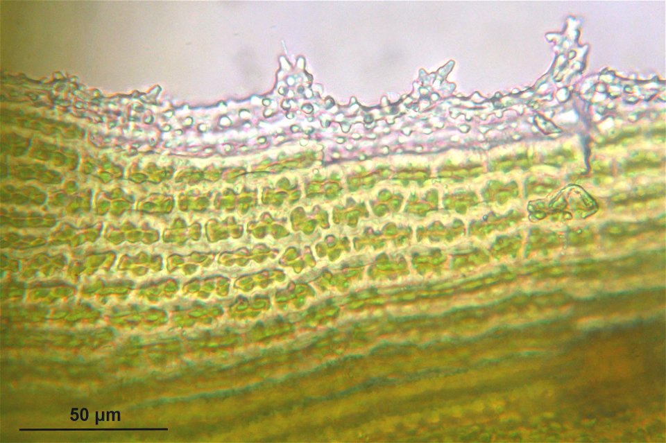 Racomitrium lanuginosum
