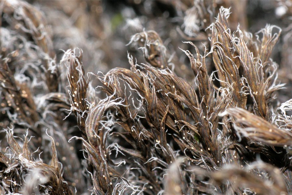 Racomitrium lanuginosum