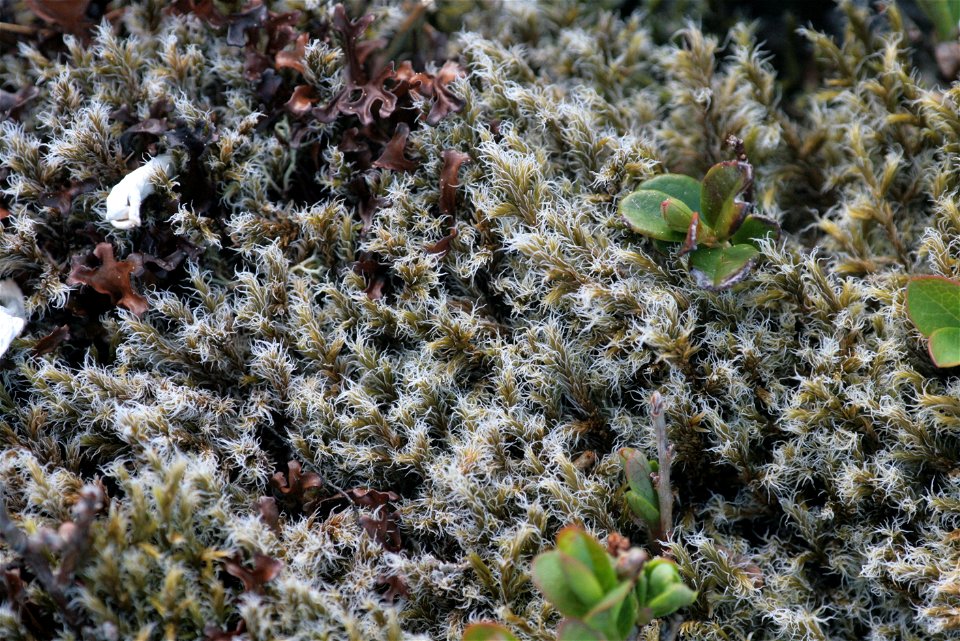 Racomitrium lanuginosum
