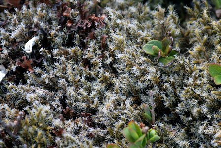 Racomitrium lanuginosum