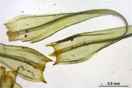 Racomitrium lanuginosum