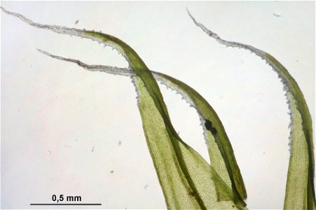 Racomitrium lanuginosum