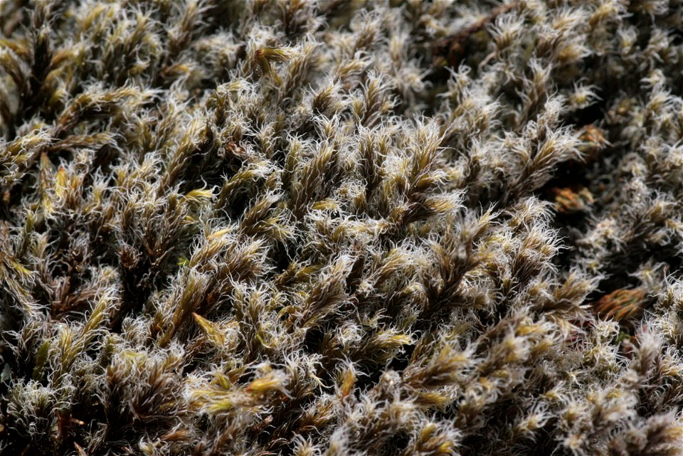 Racomitrium lanuginosum