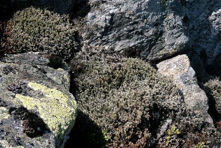 Racomitrium lanuginosum