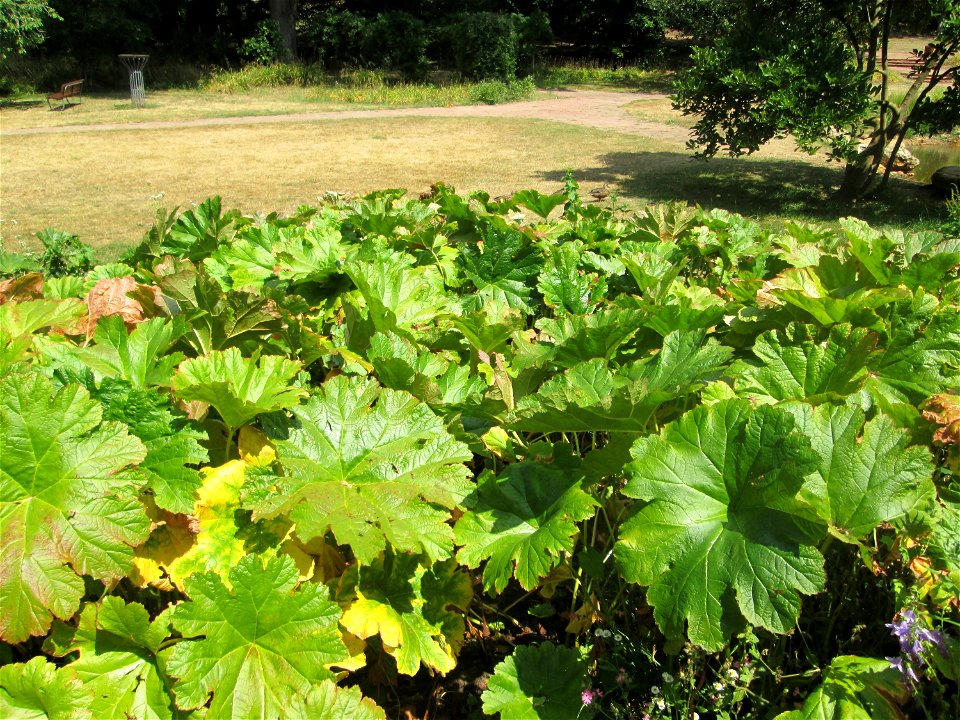 Mammutblatt (Gunnera manicata) am Ehrentalbach im Deutsch-Französischen Garten in Saarbrücken