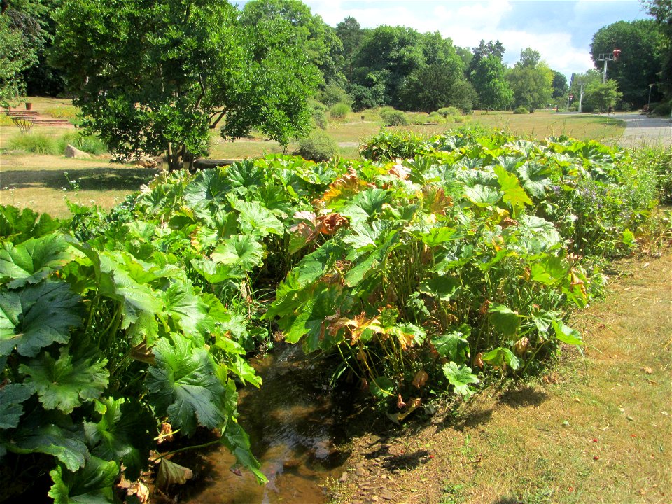 Mammutblatt (Gunnera manicata) am Ehrentalbach im Deutsch-Französischen Garten in Saarbrücken