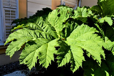 leave of a Gunnera manicata